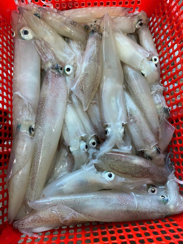 mực ống đất câu