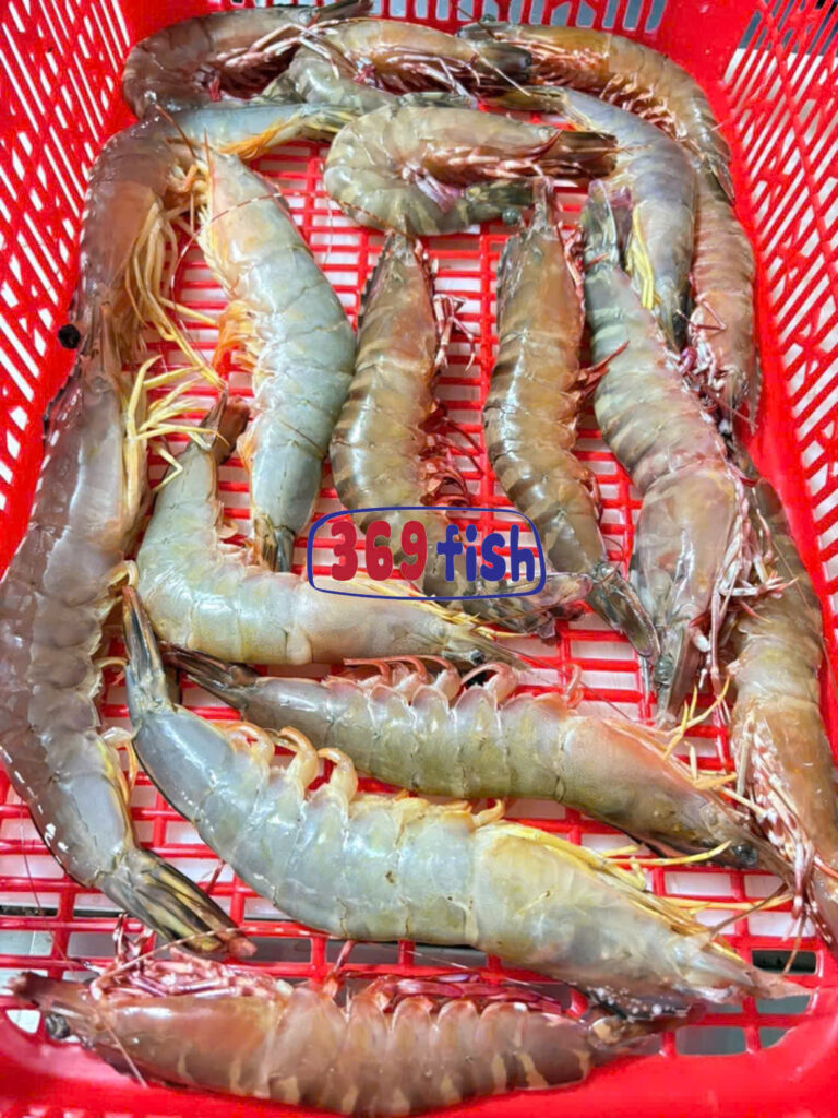 Tôm biển tự nhiên