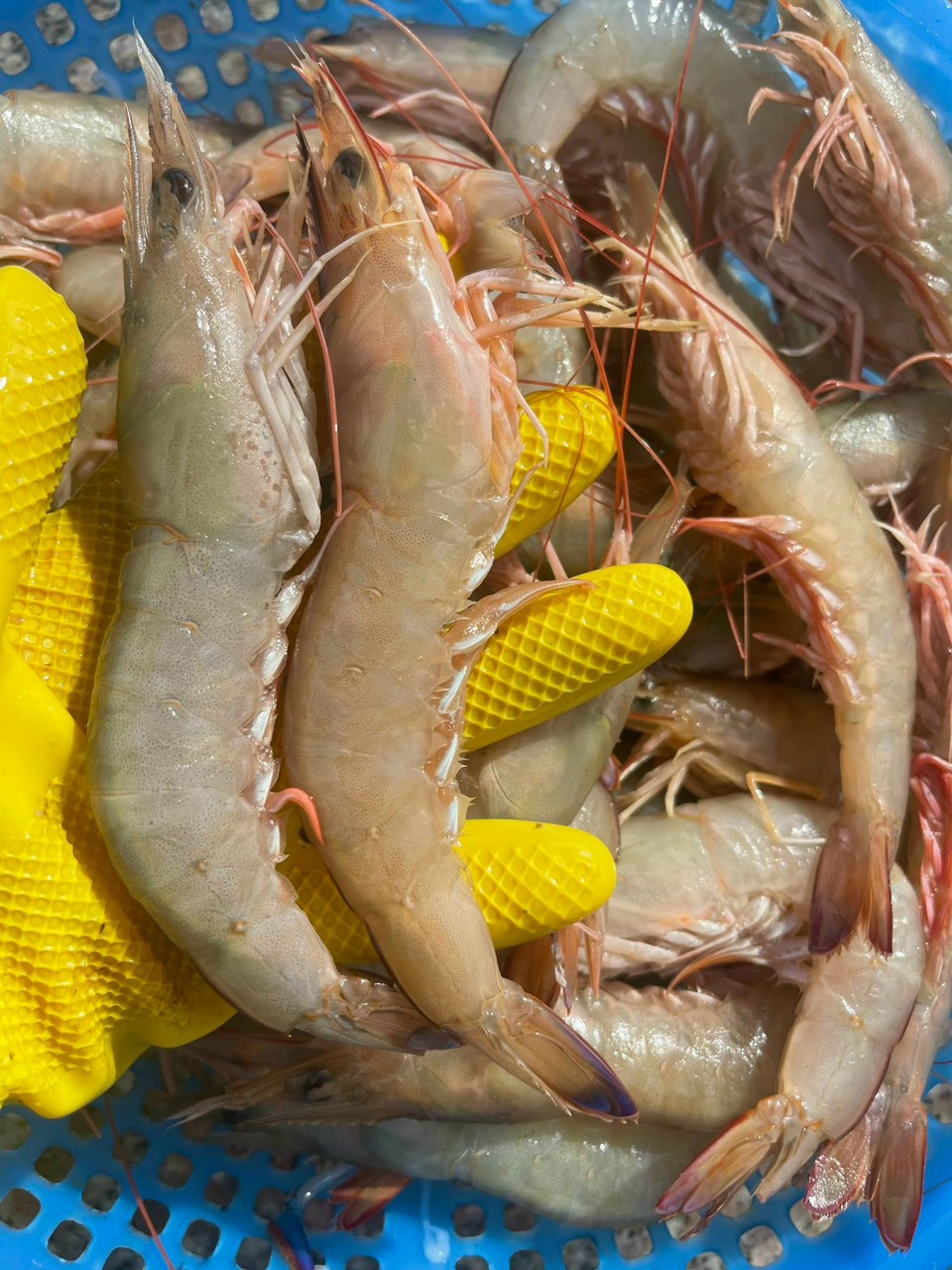 Tôm chì biển (size 25-30 con / kí) - Image 2