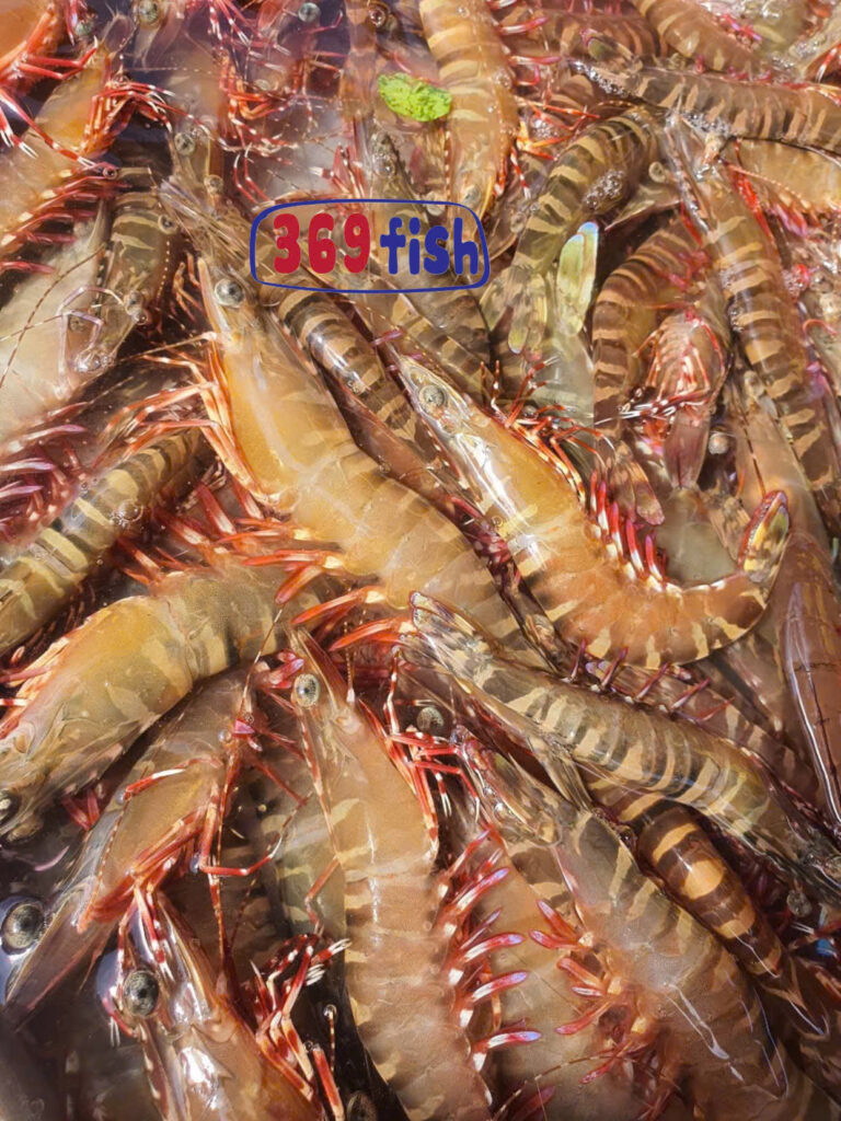 Tôm biển tự nhiên