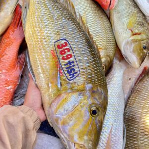 Cá gáy biển (1-3kg/con)