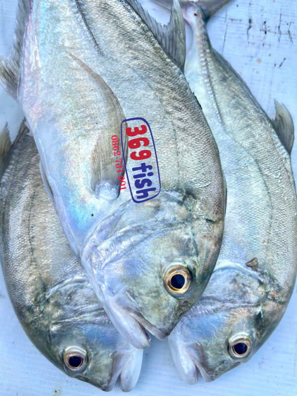 Cá bè quỵt biển