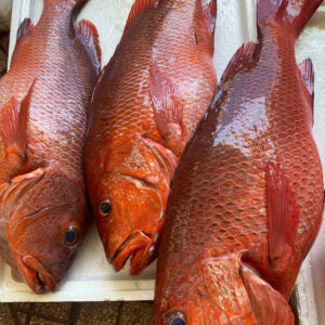 Cá Hồng Răng ( 1-10kg/con )
