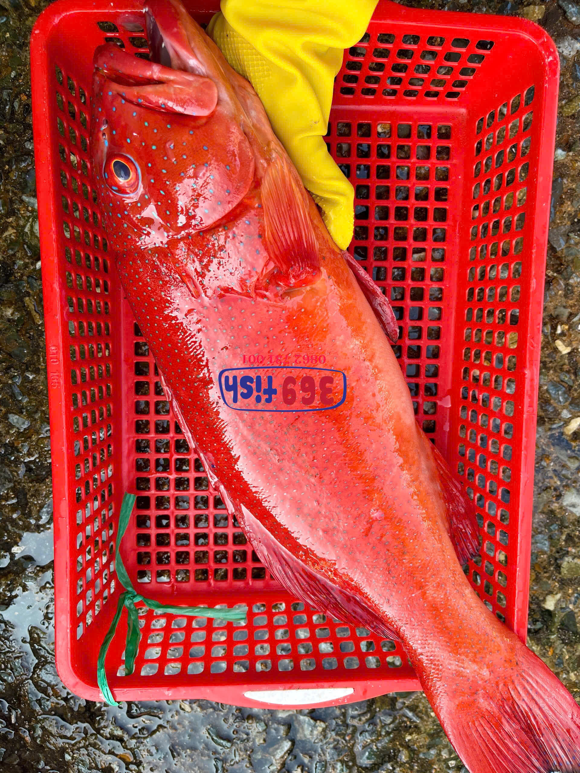 Cá mú đỏ sao câu