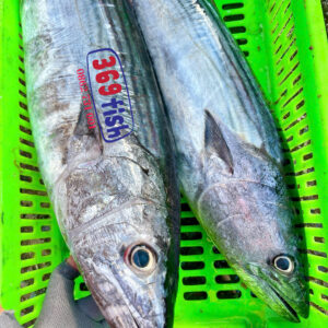 Cá Thu Ngừ (1.8-5kg/con)