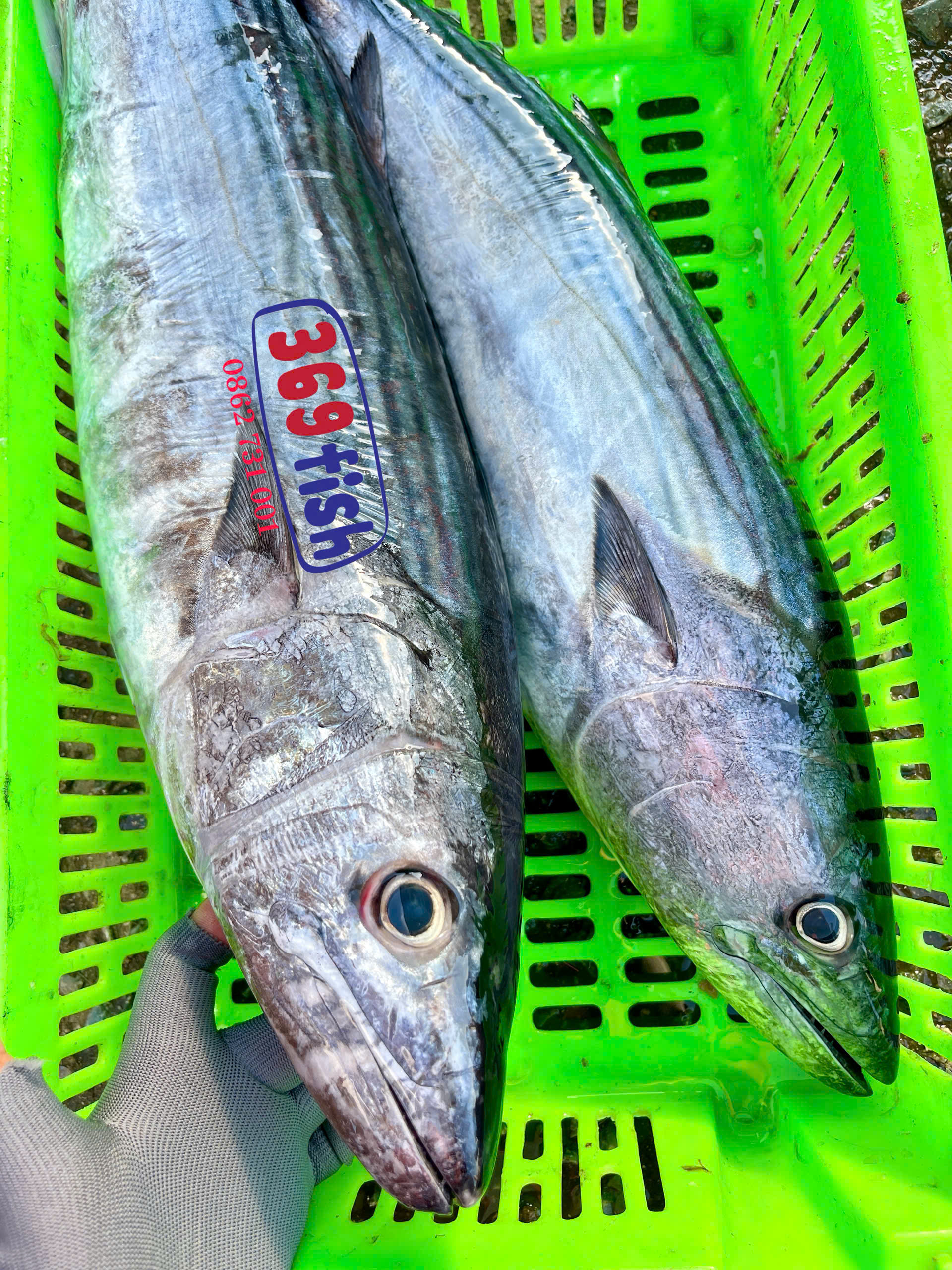 Cá thu ngừ