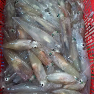 Mực ống câu LAO