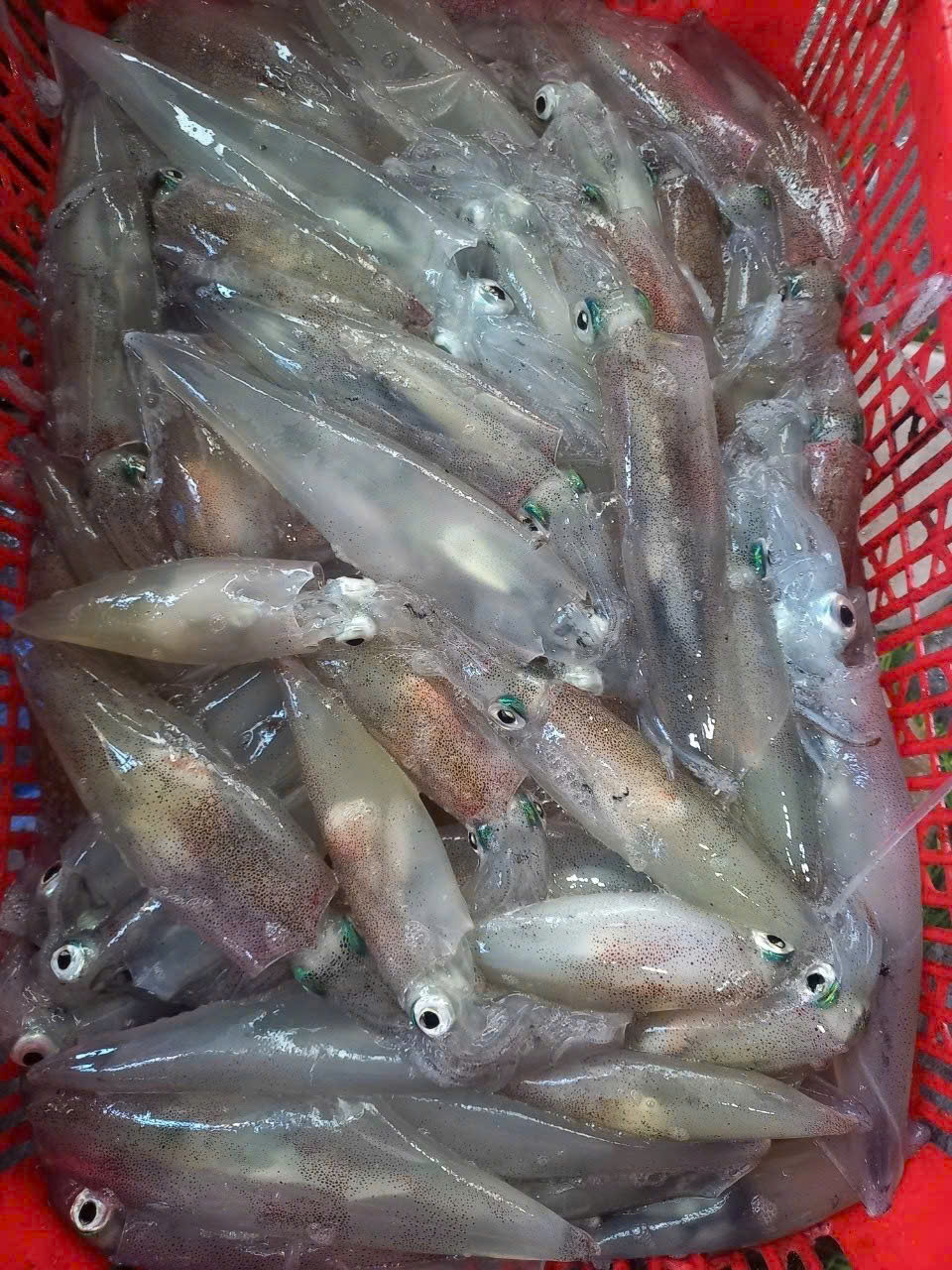 Mực ống câu lao sống loại ngon nhất trên thị trường