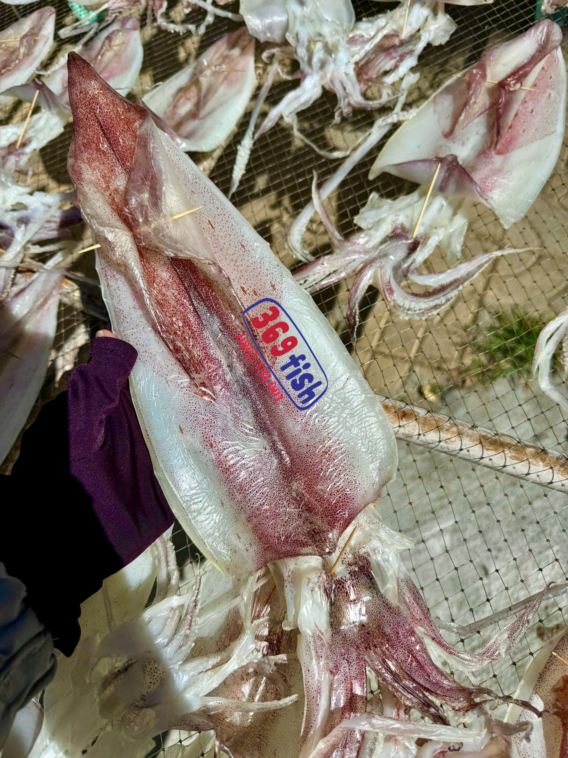Mực câu một nắng chất lượng