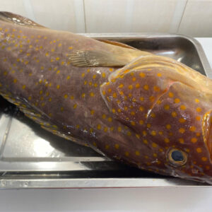 Cá mú sao cam câu tươi ( 1-5kg/con)