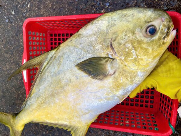 Cá chim biển tự nhiên