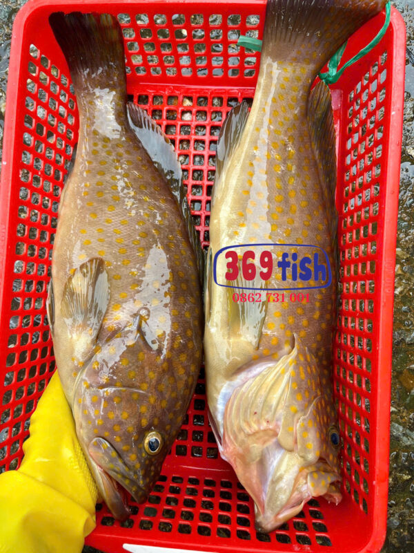 Cá mú biển, mú sao cam