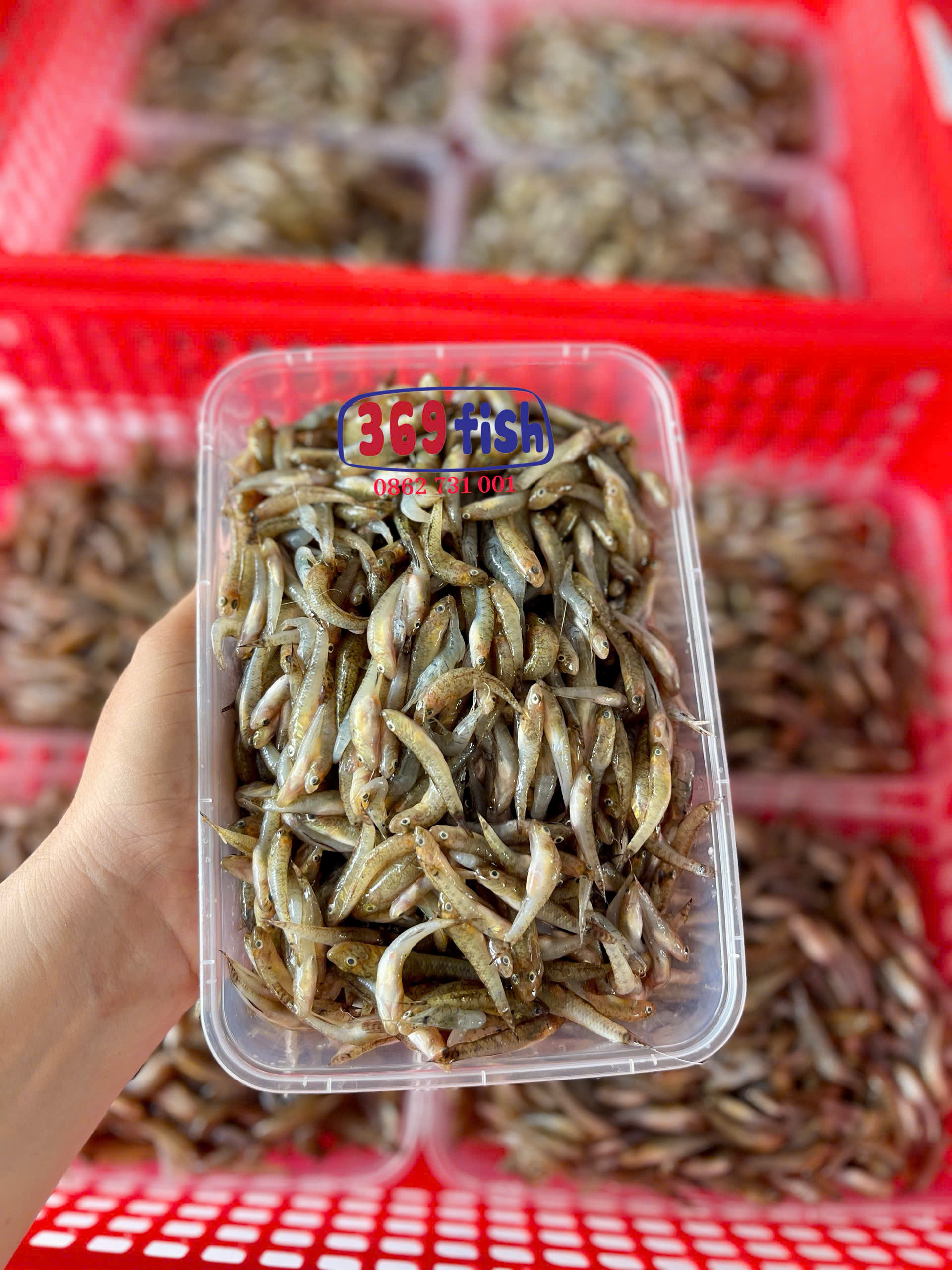 Cá bống biển