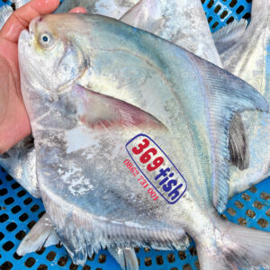 Cá chim trắng biển ( 0.5-1.3kg/con )