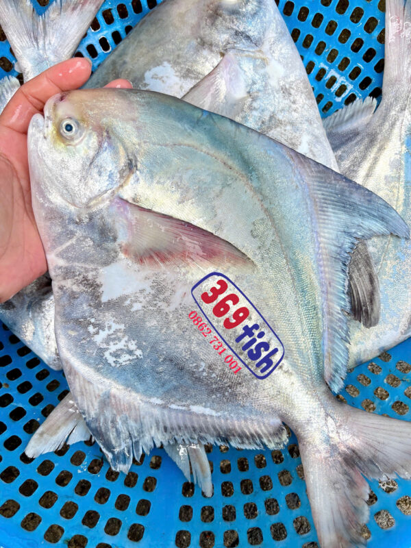 Cá chim trắng biển thuộc dòng cá chim biển tự nhiên quý hiếm và ngon nhất