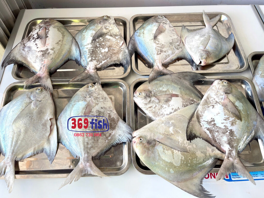 Cá chim giang biển là dòng cá chim biển tự nhiên hiếm có, thịt thơm ngon
