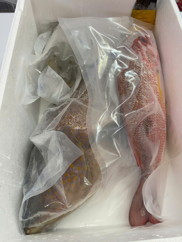 Cá mú biển