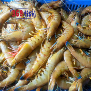 Tôm biển nghệ (25-30con/kg)