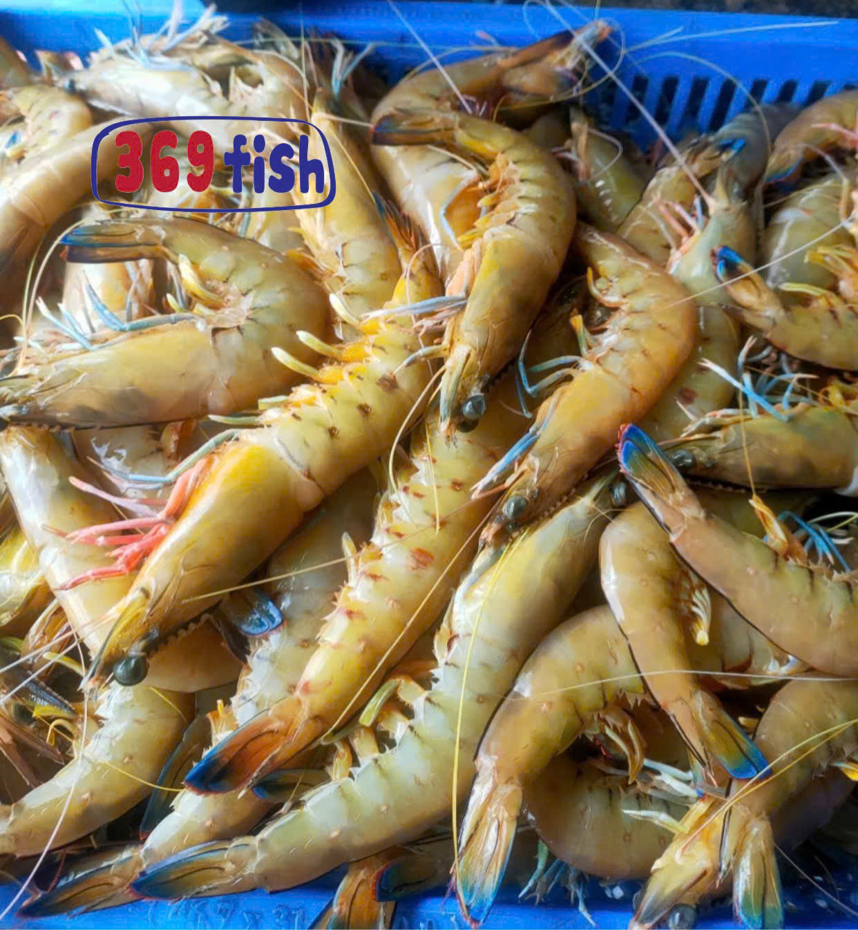 Tôm nghệ biển