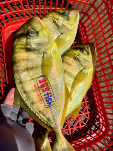 Read more about the article Trải Nghiệm Cá Bè Vàng