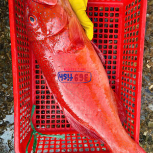 Coral Red Grouper