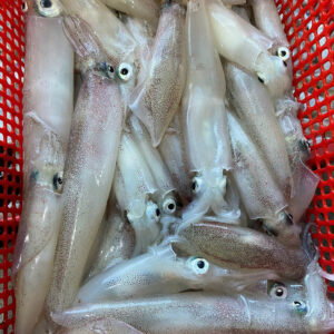 Fresh Squid