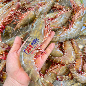 Wild-caught black tiger shrimp