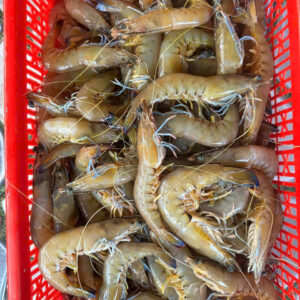 Wild-caught shrimp