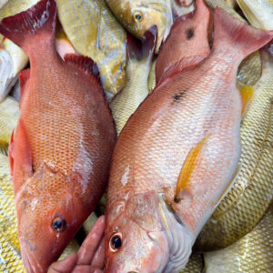 Emperor Red Snapper