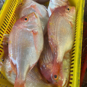 Cá Bánh Đường Câu ( 300g-1.2kg/ 1 con )
