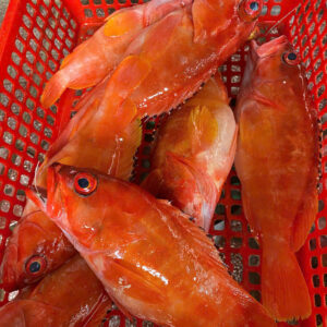 Cá mú lóng ( 300-500g/ 1con )