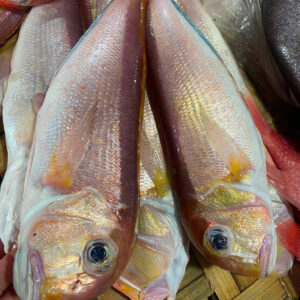 Cá Đổng Quéo ( 500-1.2kg/ 1con )